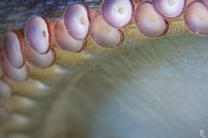 Abstract closeup of an octopus arm. Uncropped, 60mm makro... by Rico Besserdich 